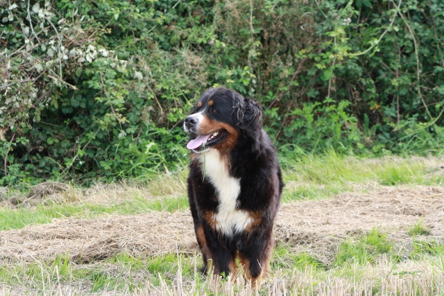 CH. Cainza des compagnons de la mane