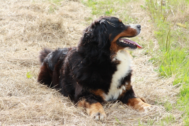 CH. Cainza des compagnons de la mane