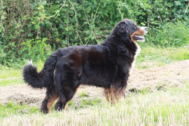 CH. Cainza des compagnons de la mane