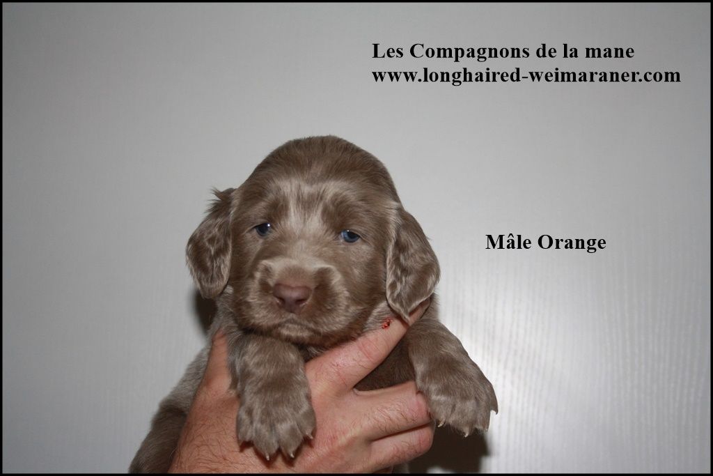 des compagnons de la mane - Chiots disponibles - Braque de Weimar