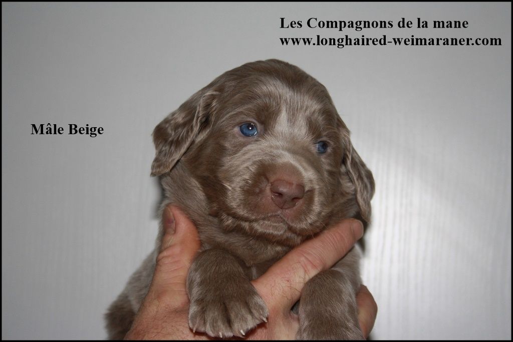 des compagnons de la mane - Chiots disponibles - Braque de Weimar