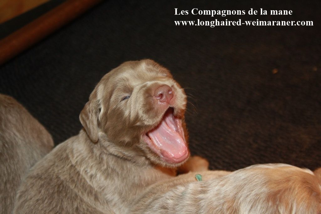 des compagnons de la mane - Chiots disponibles - Braque de Weimar